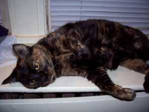 Waldo back in 2008 when I got her