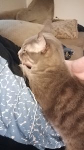 Otis, a gray cat my friend Sunshine has, hangs out on my lap.